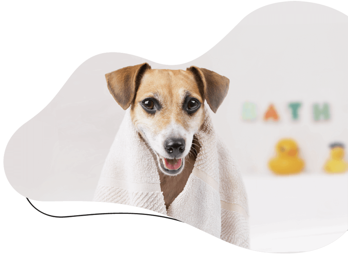 https://www.petmaks.com/wp-content/uploads/2019/07/hero_image_01.png